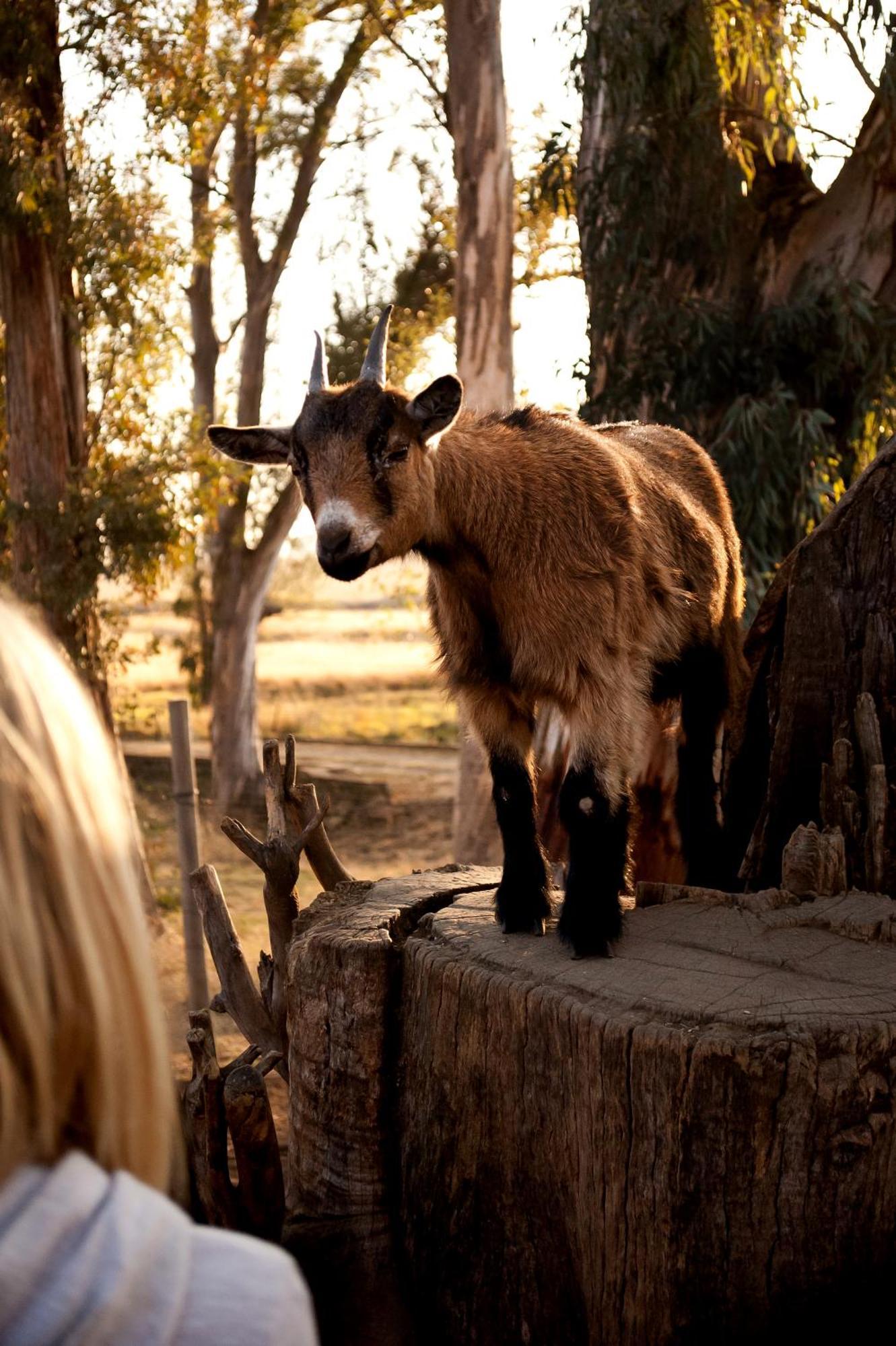 Dalmore Guest Farm Bergville Ngoại thất bức ảnh