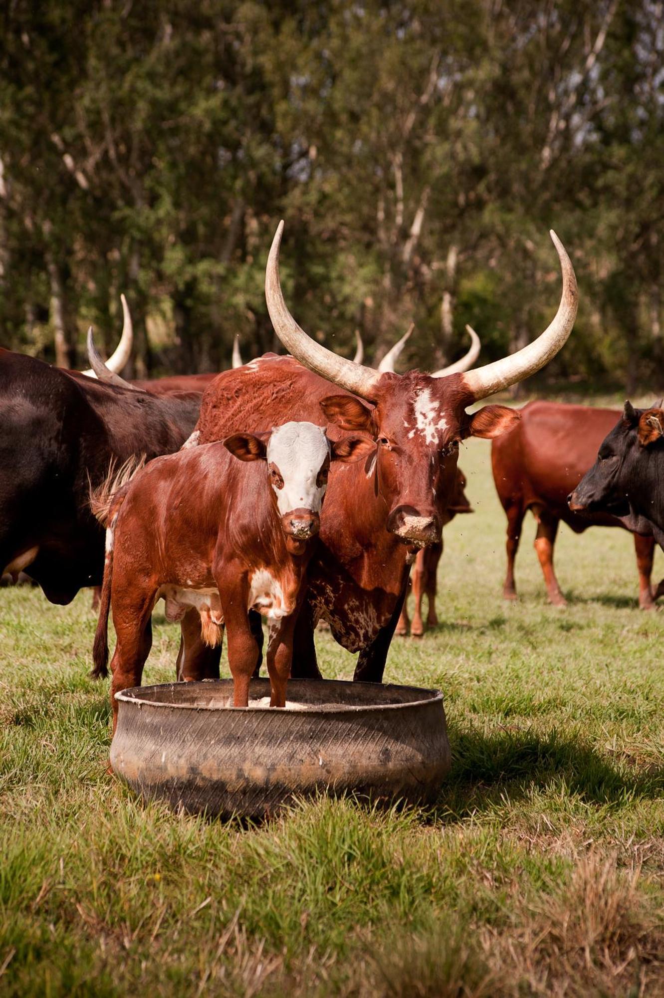 Dalmore Guest Farm Bergville Ngoại thất bức ảnh